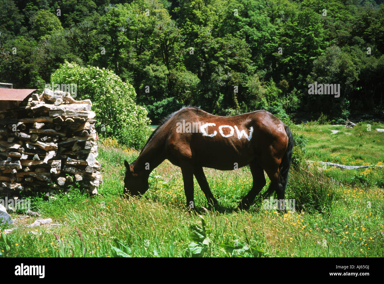 cow-sign-painted-on-side-of-horse-during-deer-hunting-season-in-california-AJ65GJ.jpg