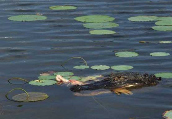 golf-alligator-2.jpg