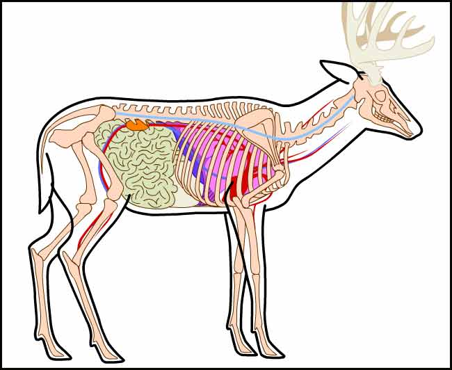 deer-anatomygh.jpg