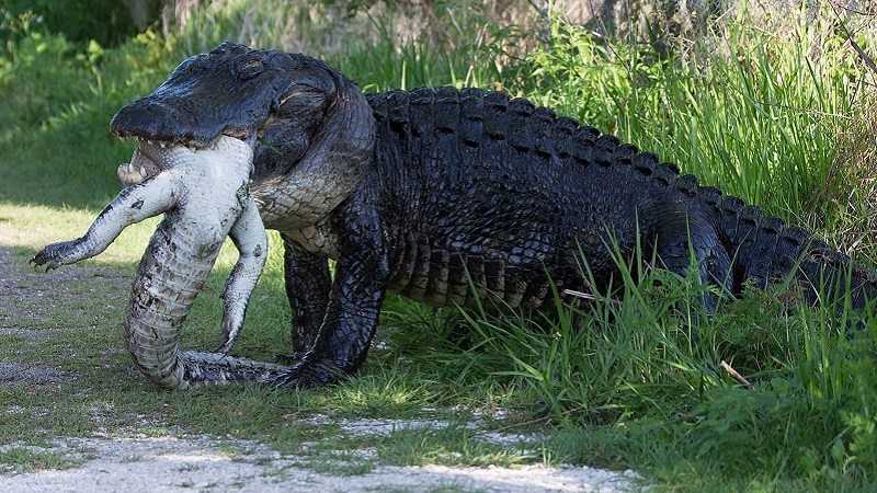 More-Florida-Alligator-Craziness-A-Huge-Alligator-Eating-Another-Alligator-featured.jpg