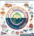 Sleep Habits of the Animal Kingdom 2.jpg