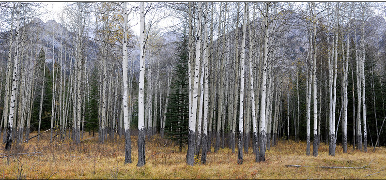 aspens1.png