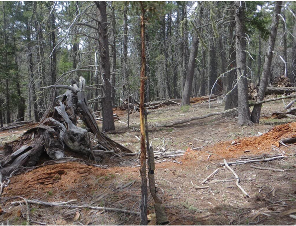 elkcoun1.png