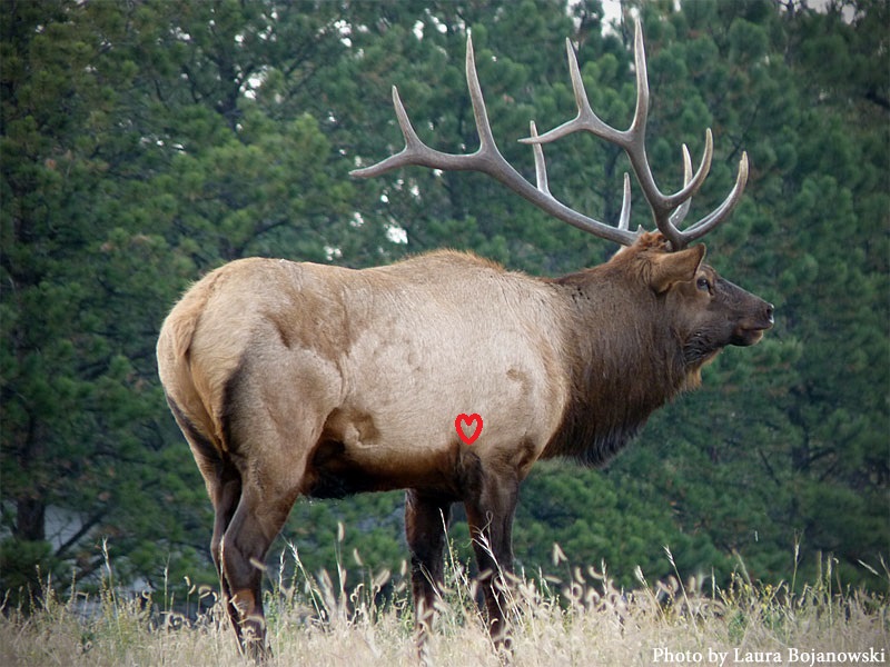 bullelkp1.jpg