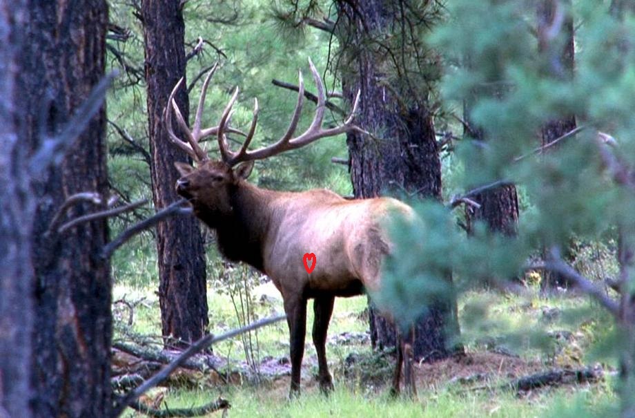 BIG%20BULLh.jpg