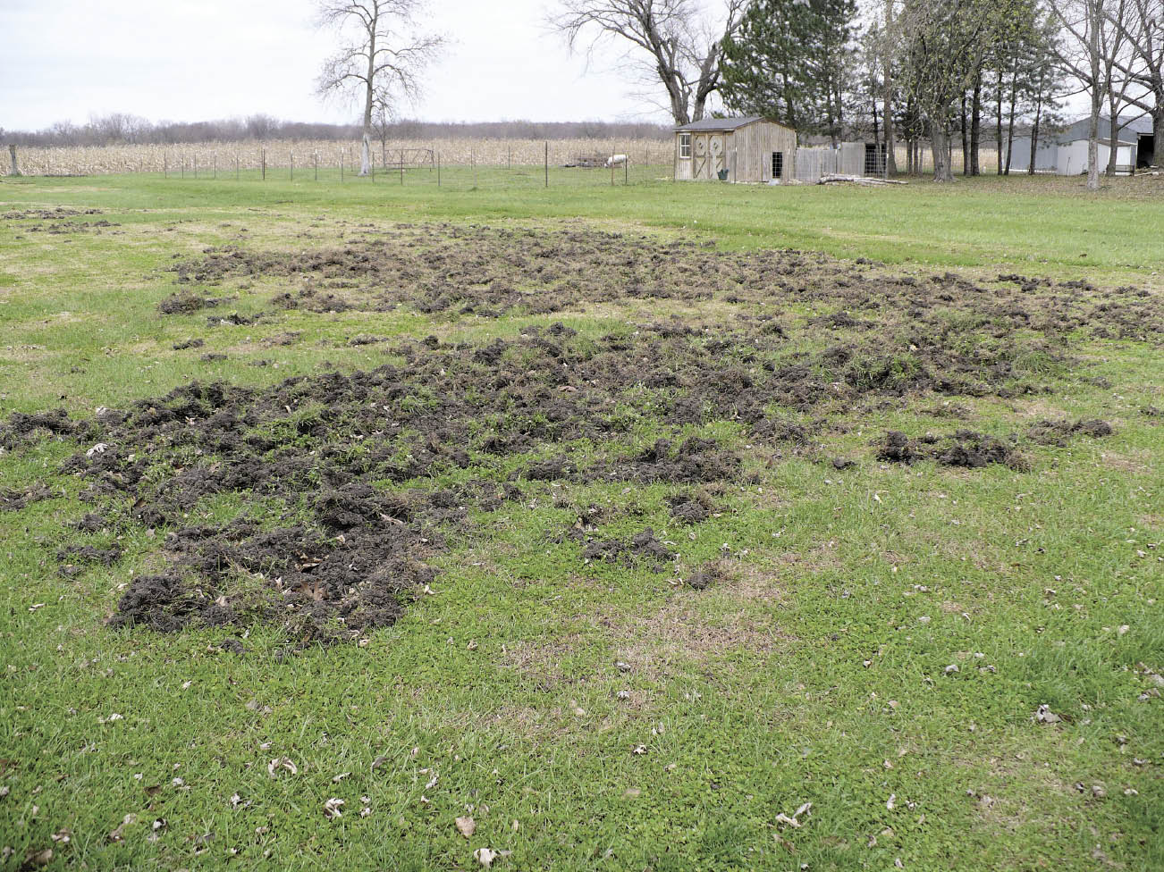 wild-boar-damage-USDA-_opt.jpeg