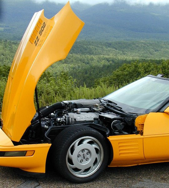 yelvt1.jpg