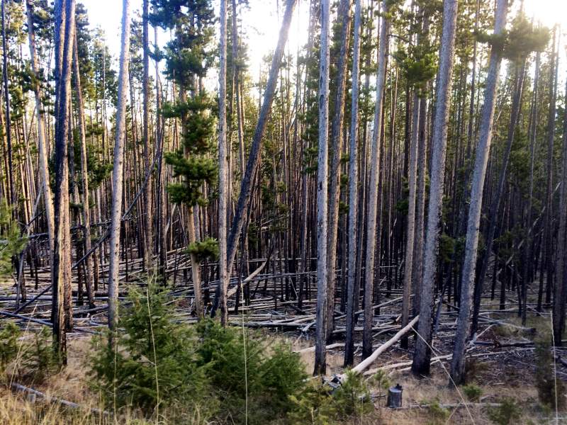 thickt4.jpg