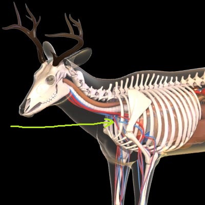 Deer-Anatomy-2s.jpg