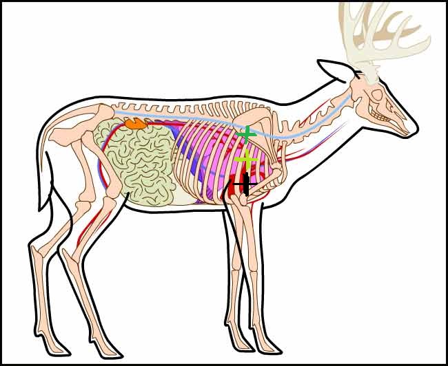 deer-anatomyas.jpg