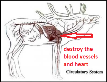 circulatorySystem.png